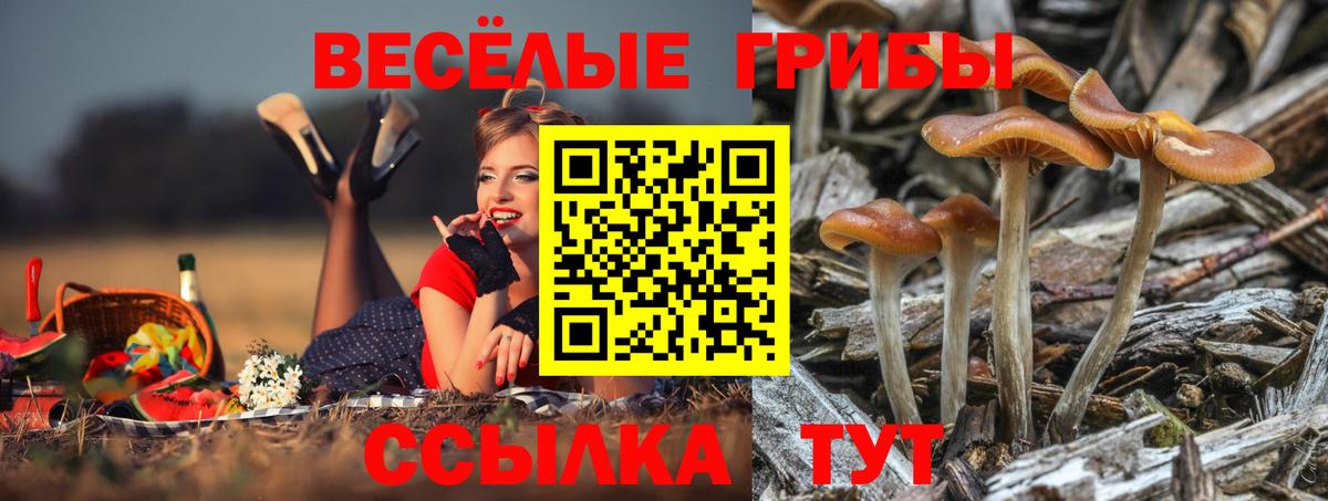 сколько стоит  Вход с VPN  Краснокаменск  Псилоцибиновые грибы Psilocybine cubensis 